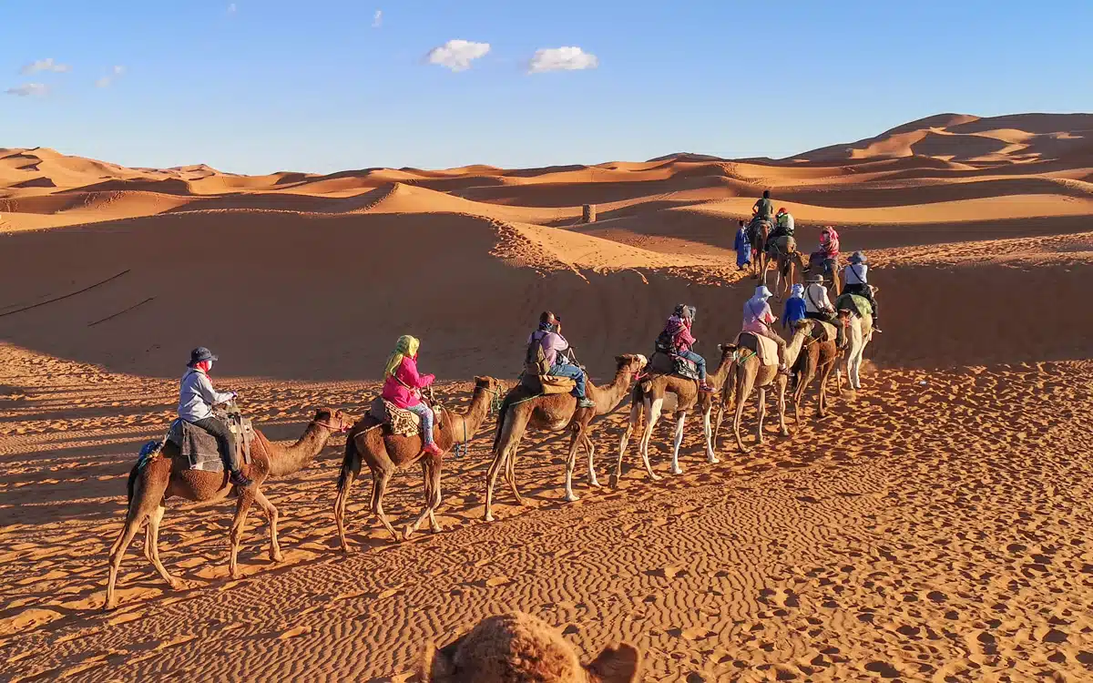 Sahara camel trekking
