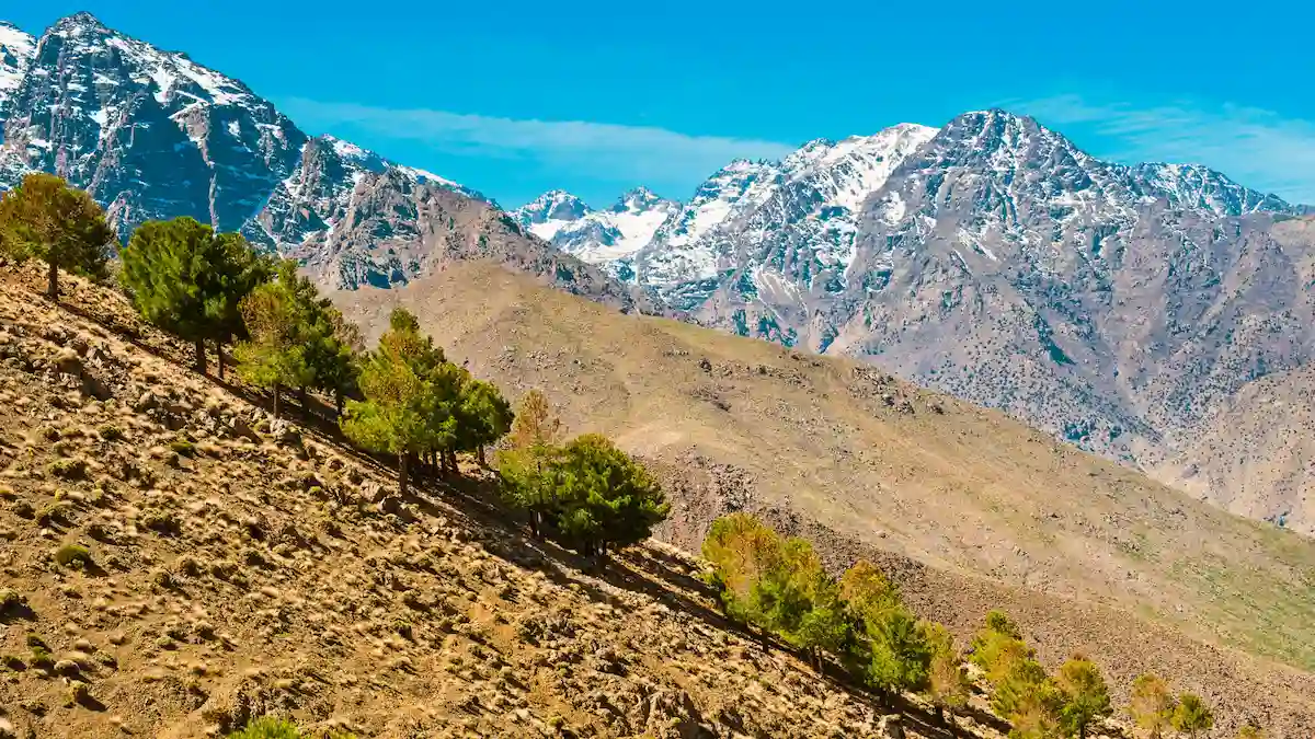 the atlas mountains and trees in morocco