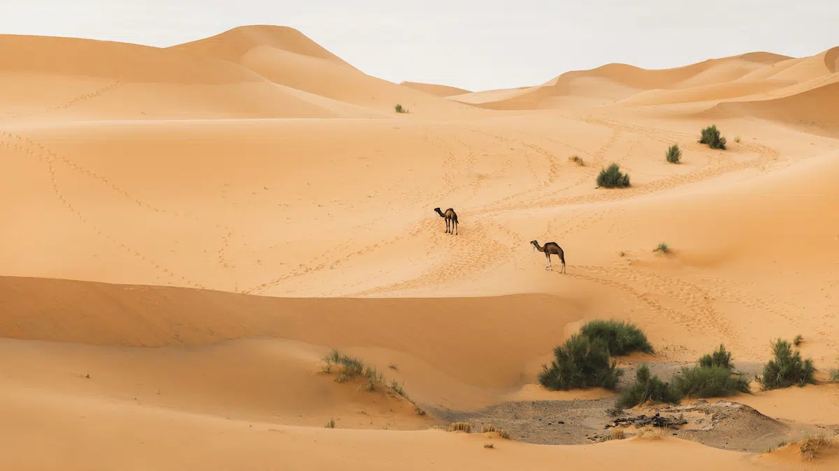 two camels in the sand dunes of merzouga sahara desert