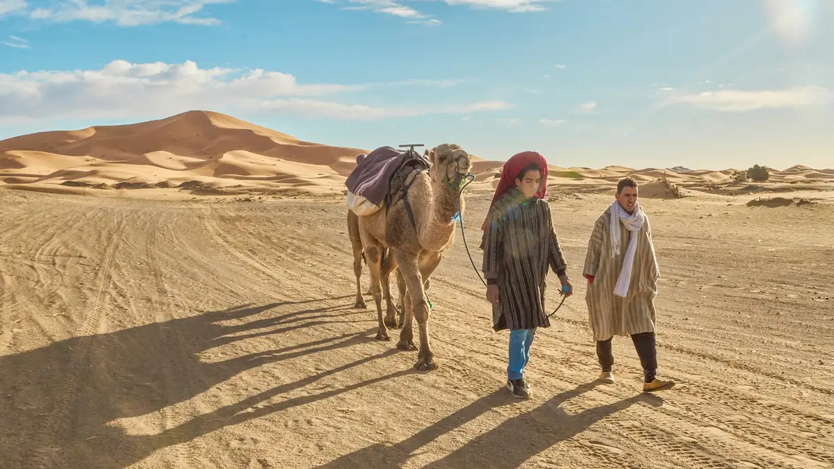 two guides with a camel in the sahara desert of merzouga