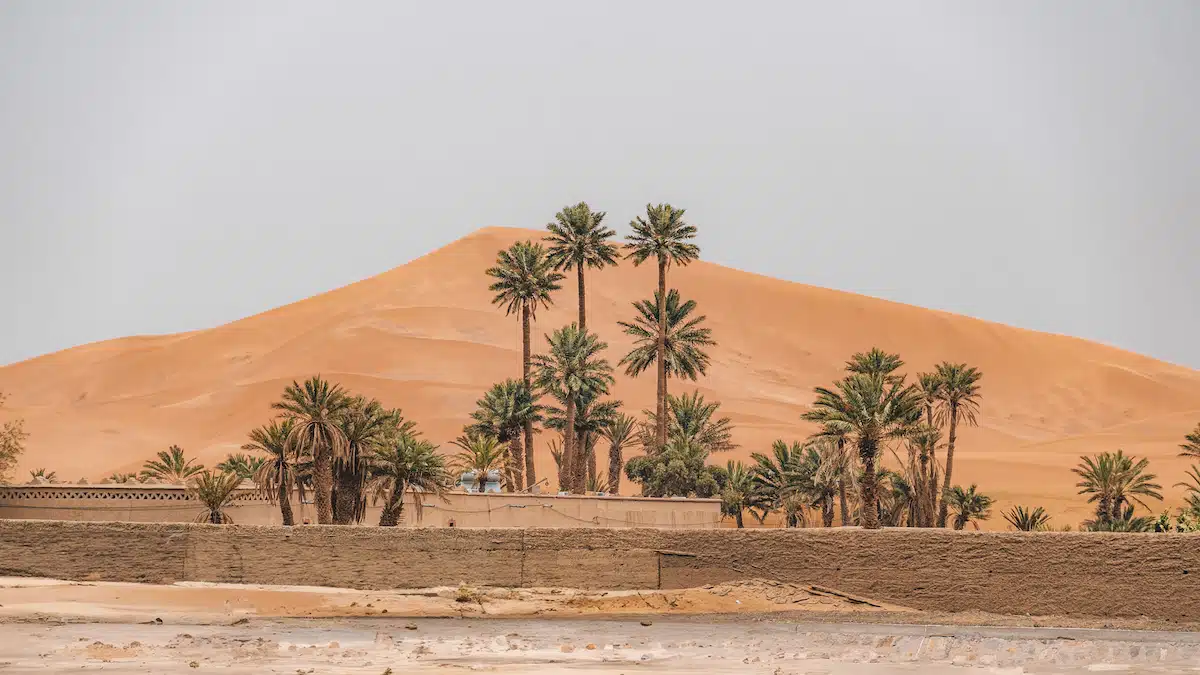 sand dune and oasis of palm trees near merzouga