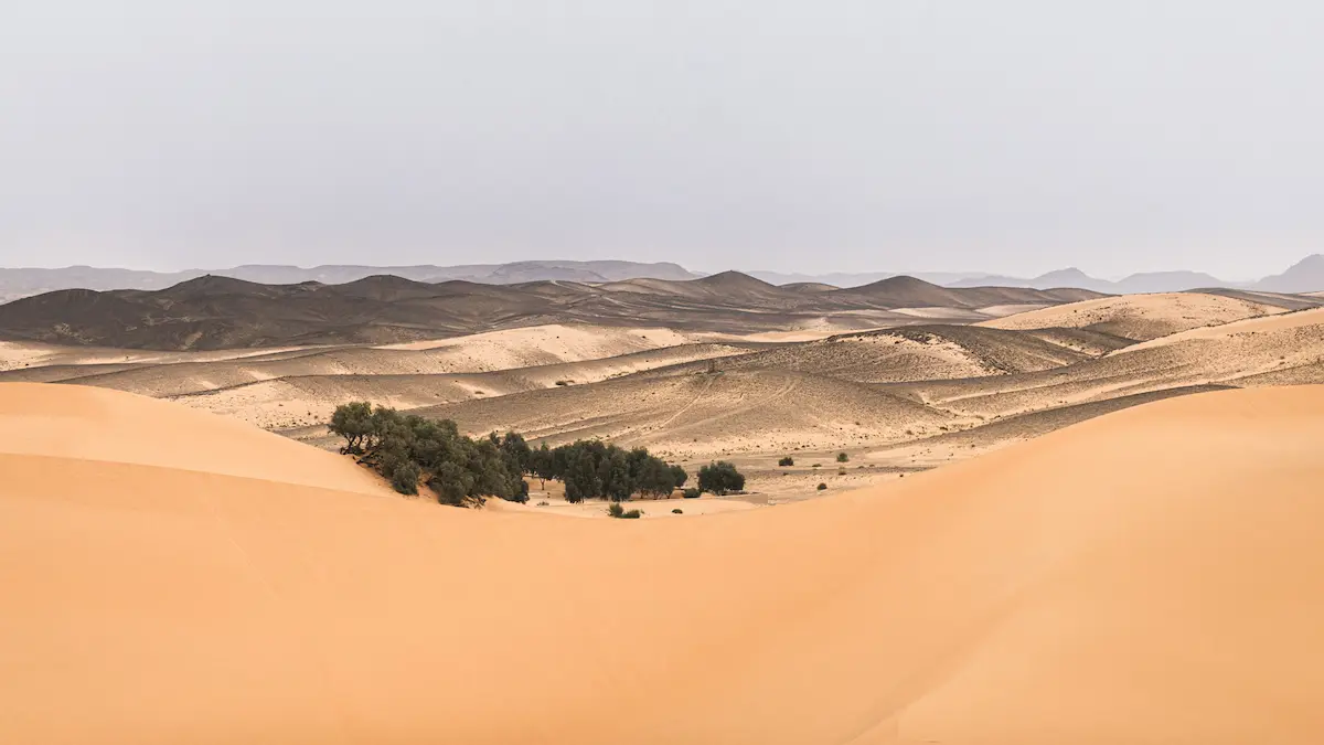 oasis in the middle of the sahara desert near merzouga