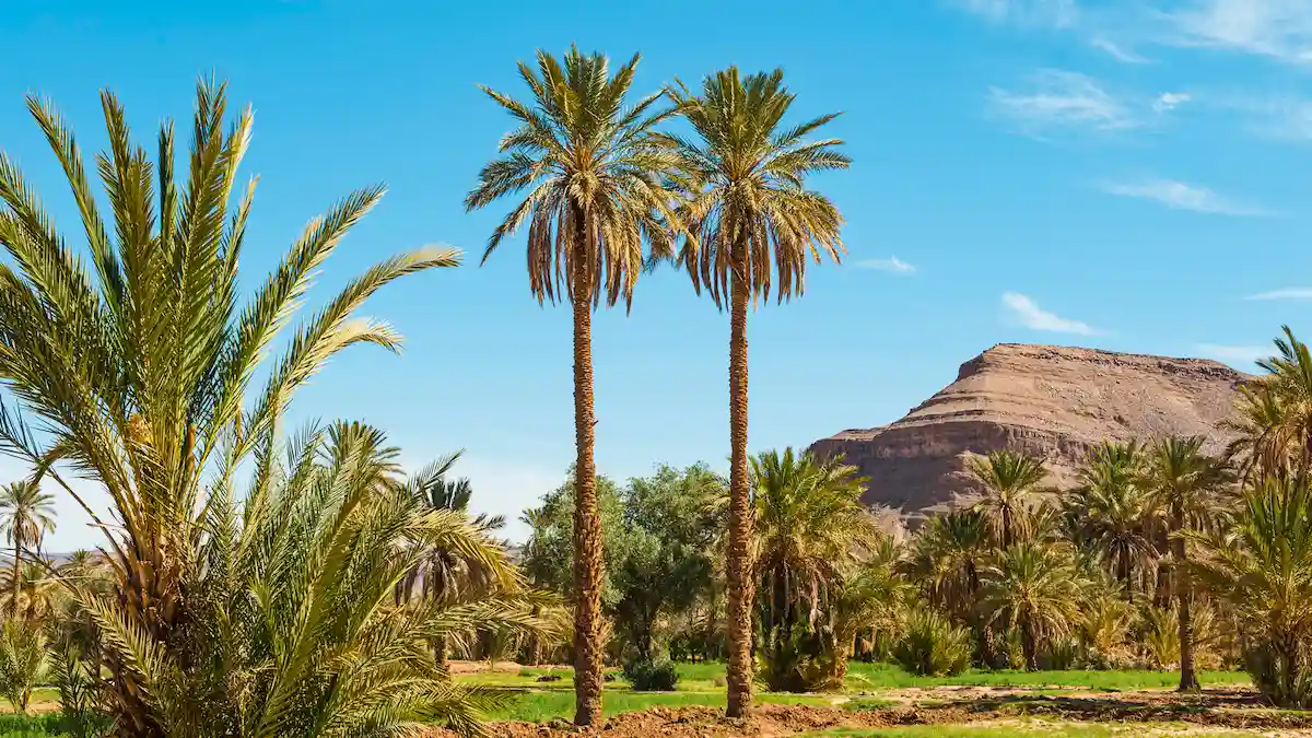 green oasis and mountain nearby dades valley in morocco - desert tour Fes to Marrakech 5 days tour fes to marrakech desert tour