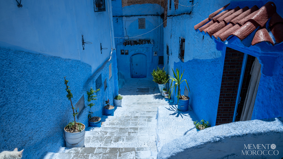 blue trairs and old houses with blue planters in chefchaouen