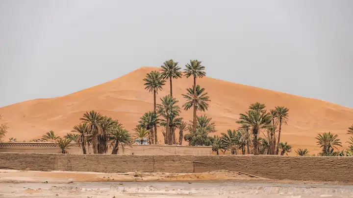 sand dune and oasis of palm trees near merzouga