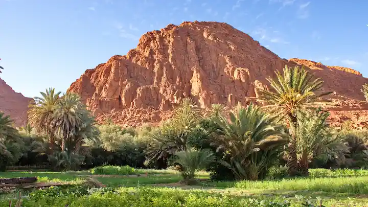 green oasis and a mountain behind it near dades valley in morocco