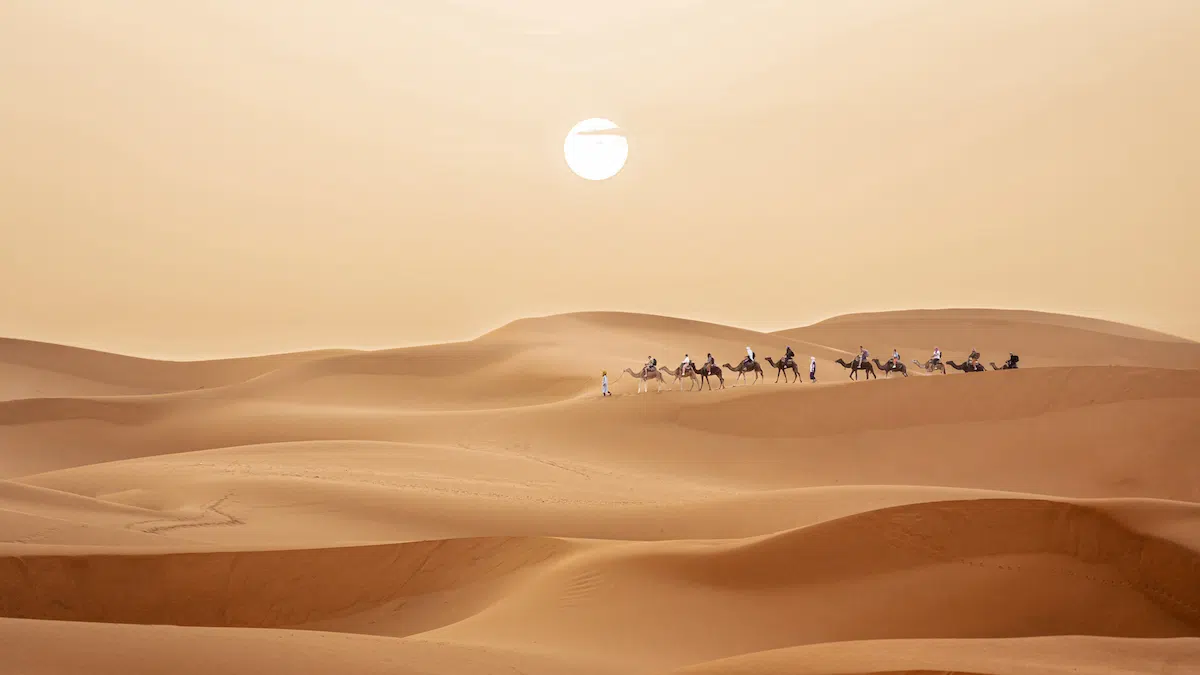 camel trekking in the dunes of merzouga desert during sunset in morocco