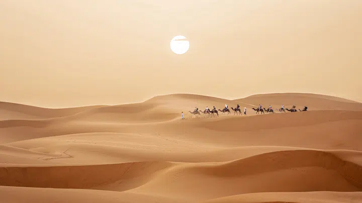 camel trekking in merzouga sahara desert by the sunset