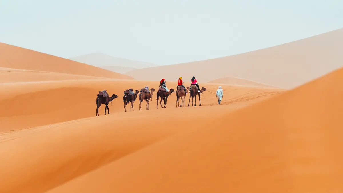 group of camels and guide on a sand dune in the desert : Traveling to the Moroccan Sahara