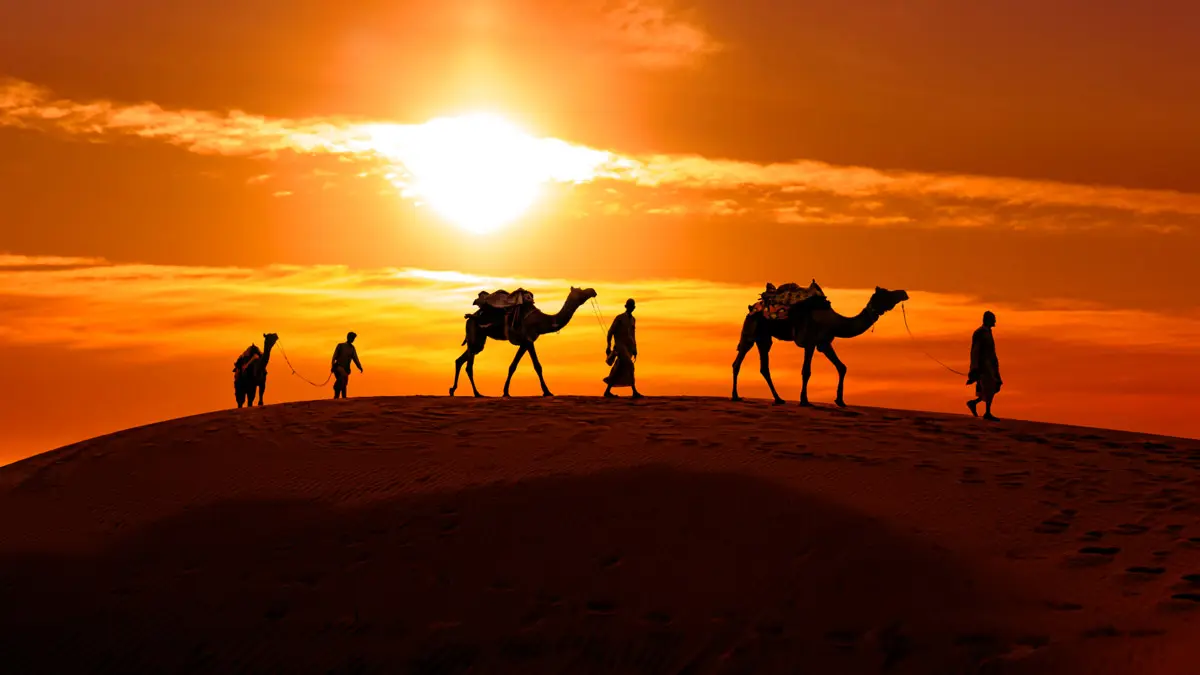 group of camels and guides on a sand dune in the desert during sunset: Traveling to the Moroccan Sahara