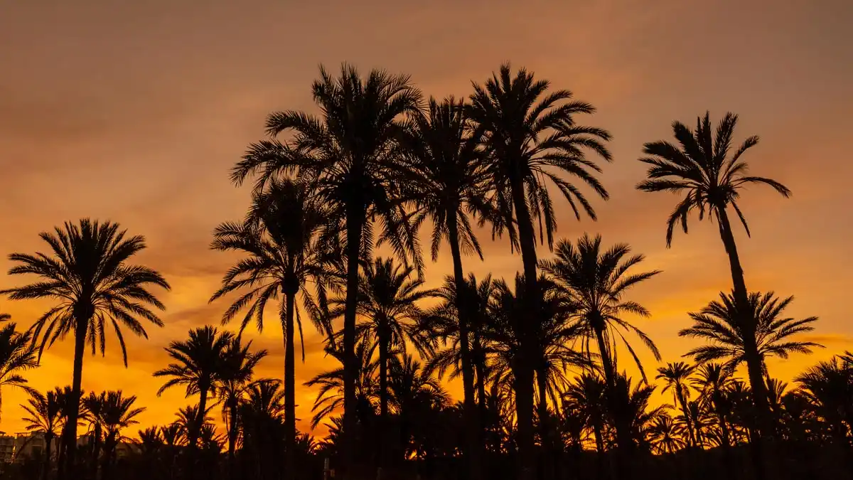 palm trees in the desert during sunset