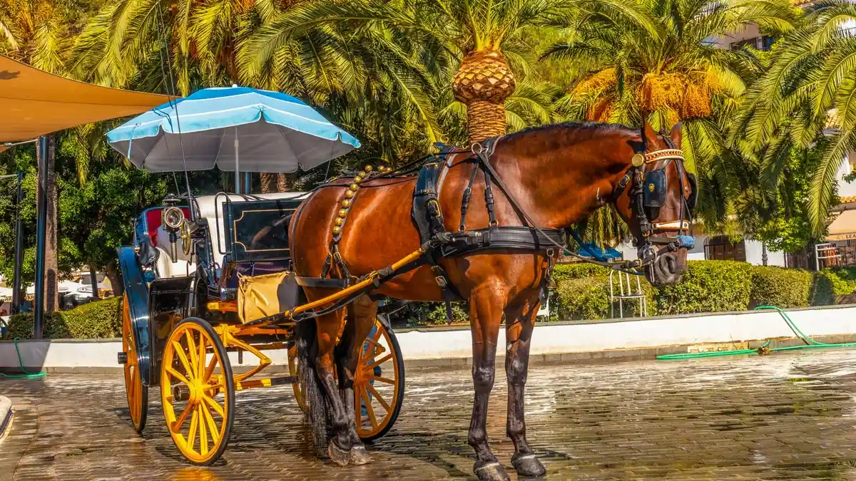 horse chart in marrakech