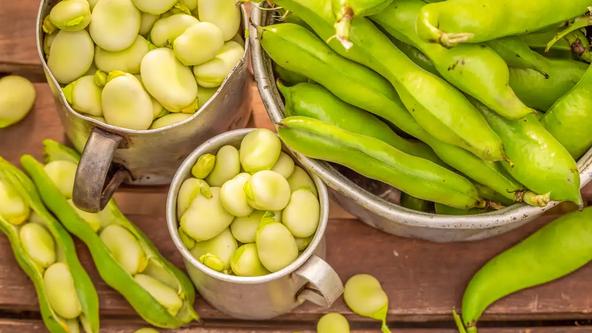 beans for making fava beans soup (Moroccan bissara soup) recipe