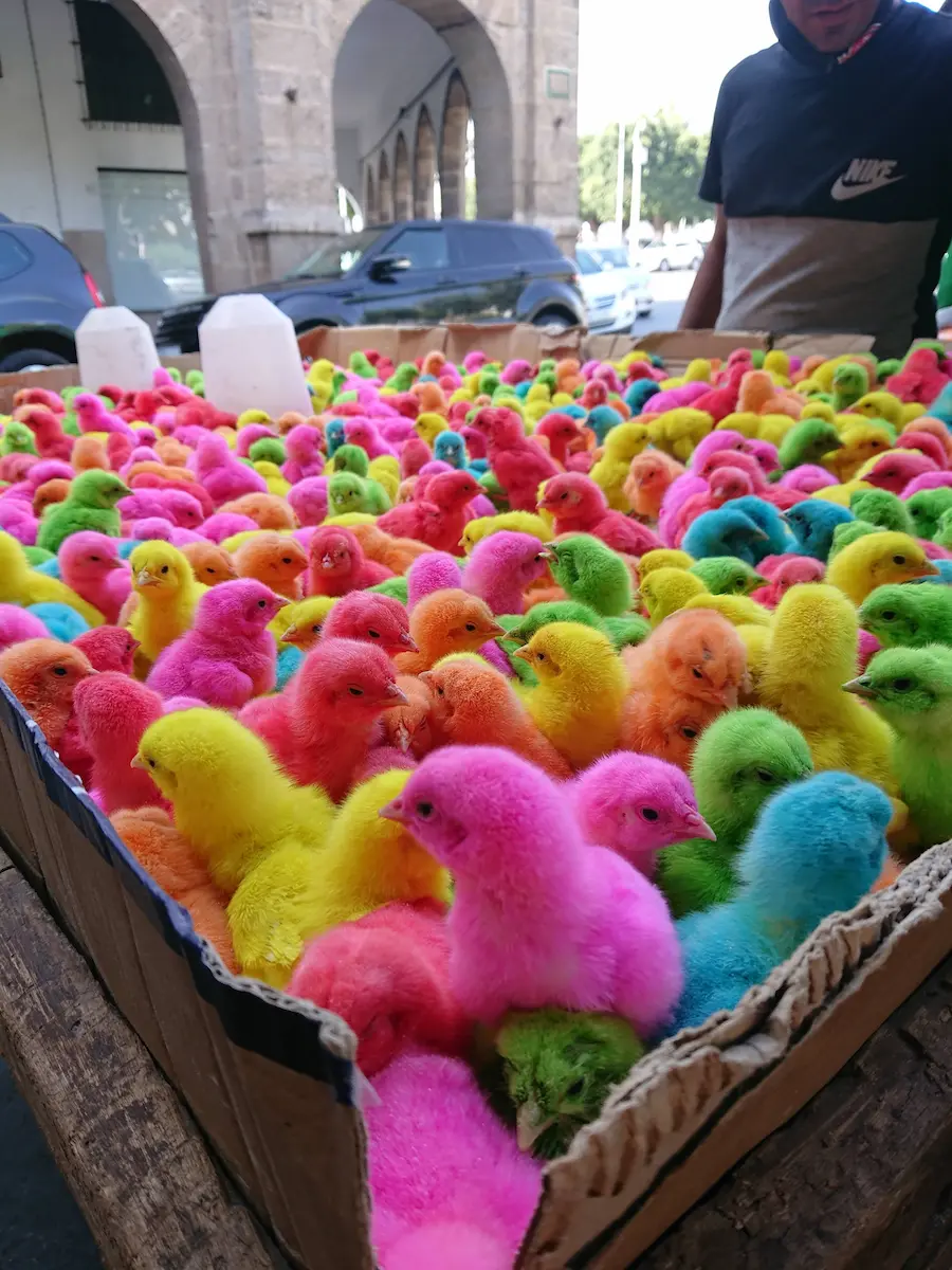 Cart full of colorful baby chicks in the Habous of Casablanca